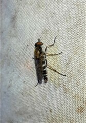 Ozodiceromyia