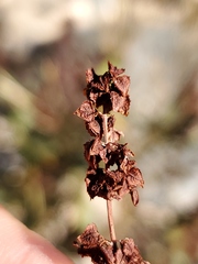 Rumex californicus