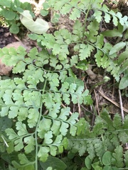 Microlepia nepalensis