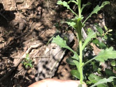 Vittadinia