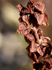 Rumex californicus
