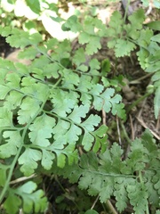 Microlepia nepalensis