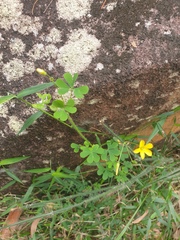 Oxalis chnoodes
