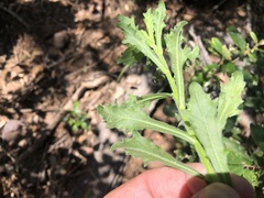 Vittadinia