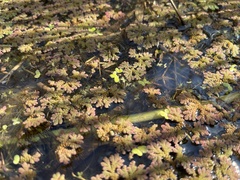 Azolla rubra