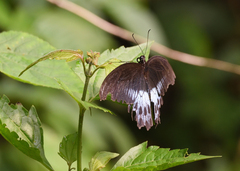 Papilio polymnestor