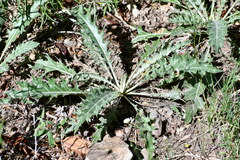 Cirsium undulatum