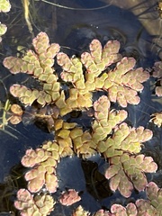 Azolla rubra