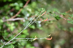 Anisacanthus linearis
