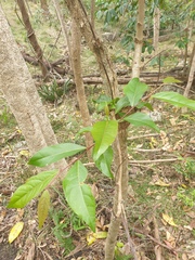 Glochidion ferdinandi