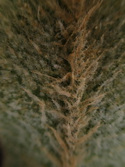 Elaphoglossum paleaceum