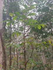 Glochidion ferdinandi