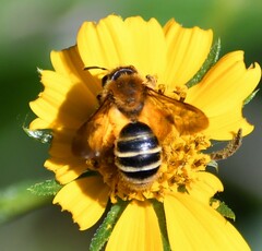 Callandrena