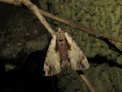 Catocala ultronia