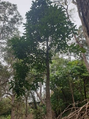 Brachychiton acerifolius
