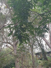 Brachychiton acerifolius