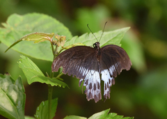 Papilio polymnestor