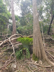 Platycerium superbum