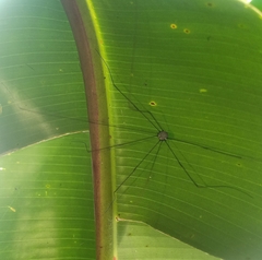 Sclerosomatidae