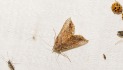 Pseudeva purpurigera
