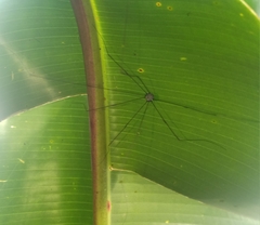 Sclerosomatidae