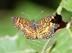 Texola elada