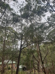 Allocasuarina littoralis
