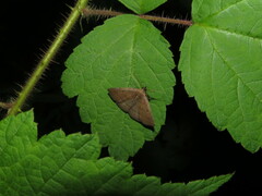 Zanclognatha obscuripennis