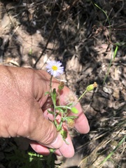 Vittadinia dissecta hirta