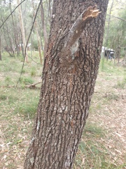 Allocasuarina littoralis