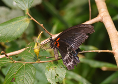 Papilio polymnestor