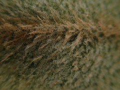 Elaphoglossum paleaceum