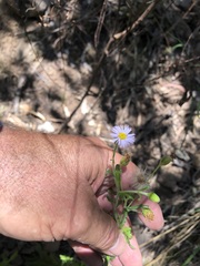 Vittadinia dissecta hirta