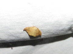 Drepana arcuata
