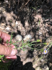 Vittadinia dissecta hirta