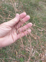 Cymbopogon refractus