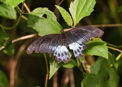 Papilio polymnestor
