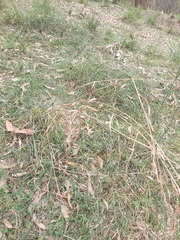 Cymbopogon refractus