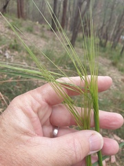 Cymbopogon refractus