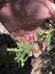 Vittadinia dissecta hirta