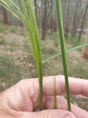 Cymbopogon refractus