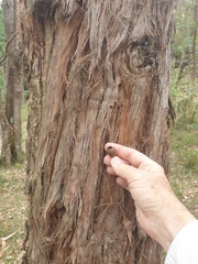 Eucalyptus planchoniana