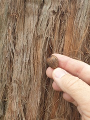 Eucalyptus planchoniana