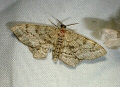 Hypagyrtis piniata