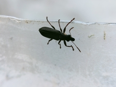 Apagobelus brevirostris