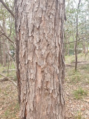 Corymbia trachyphloia