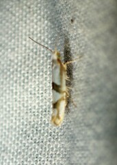 Argyresthia oreasella
