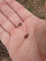 Corymbia trachyphloia