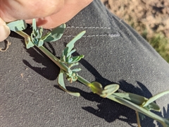 Heliotropium curassavicum