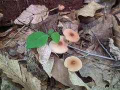 Marasmius cohaerens